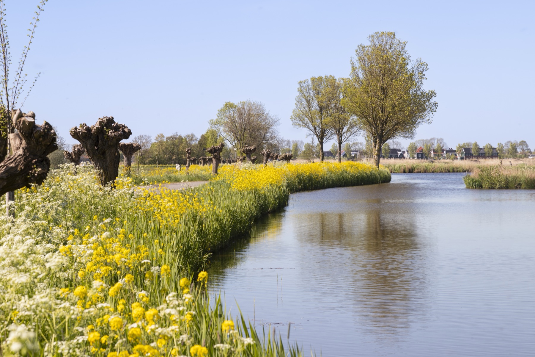 Bloeiende oever met knotwilgen langs een sloot